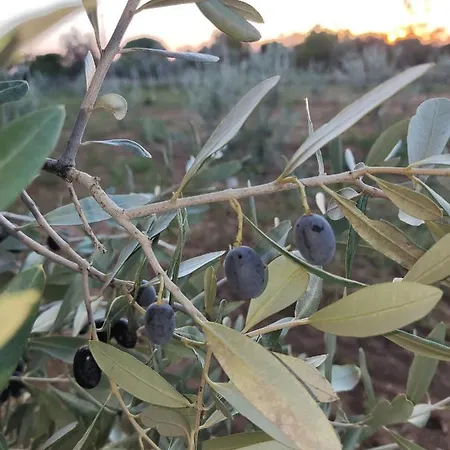 住宿加早餐酒店 Il Geco